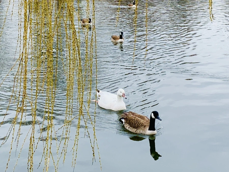 IMG_1637.jpg?type=w966