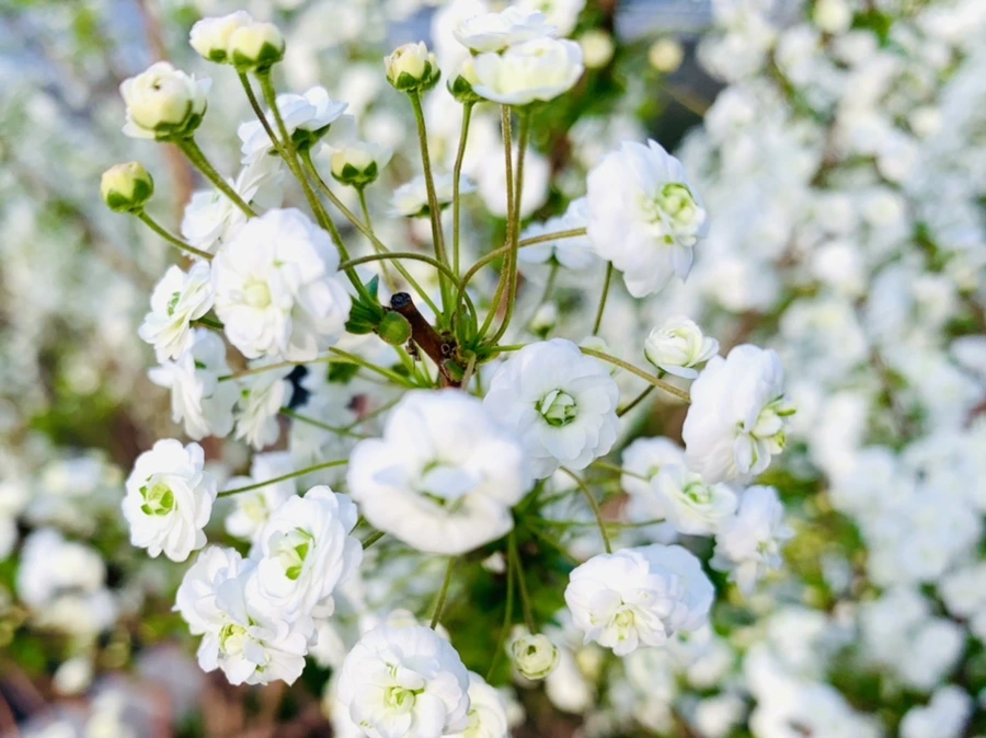 IMG_3132.jpg?type=w966