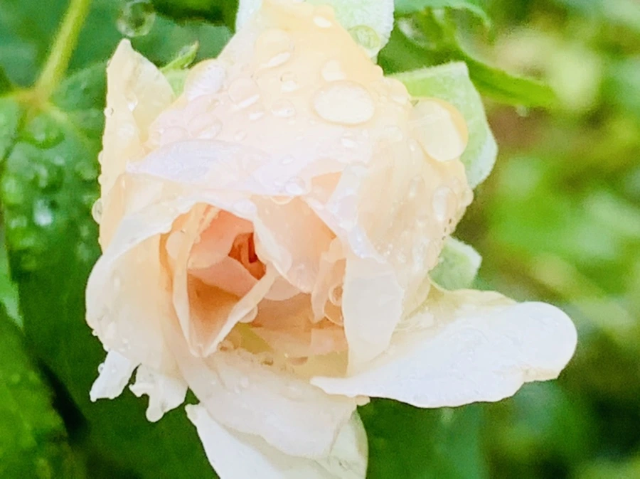 IMG_0216.jpg?type=w966