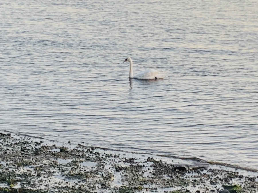 IMG_9531.jpg?type=w966