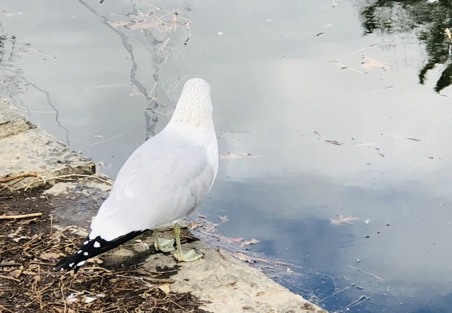 IMG_0005.jpg?type=w966