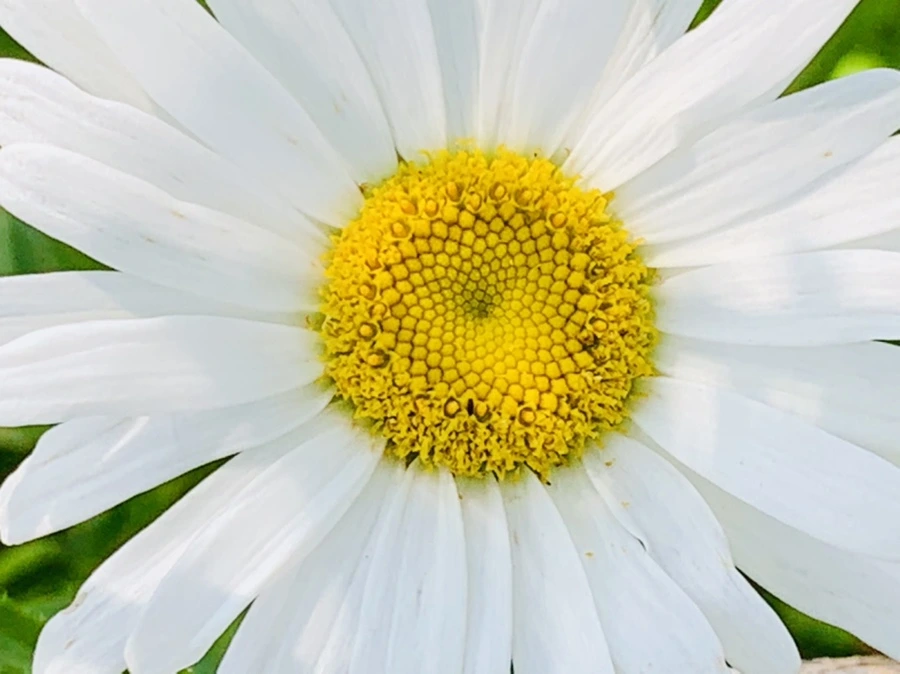 IMG_0612.jpg?type=w966