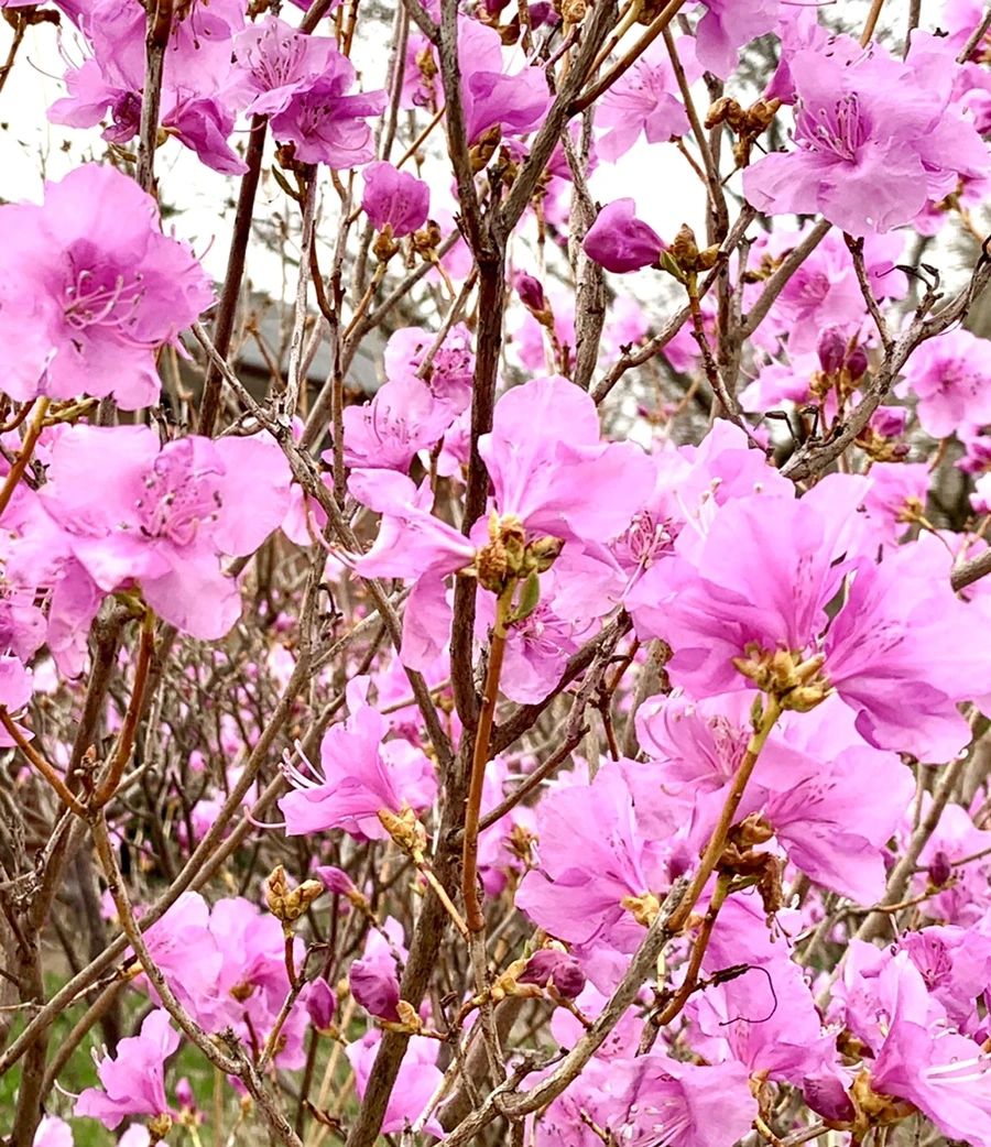 IMG_4677.jpg?type=w966