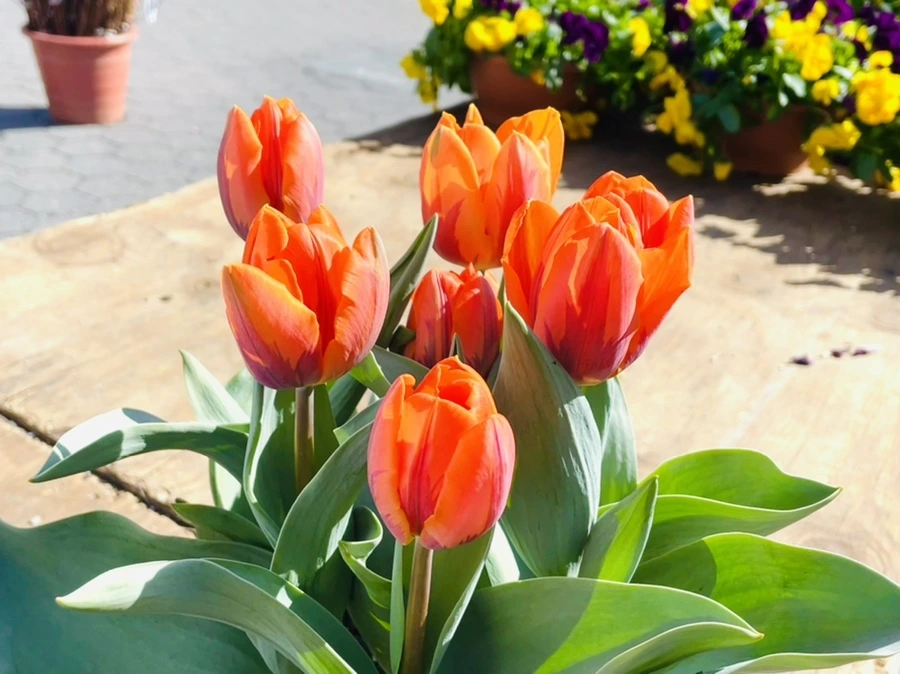 IMG_0108.jpg?type=w966