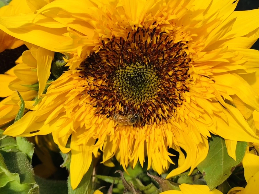 IMG_1194.jpg?type=w966