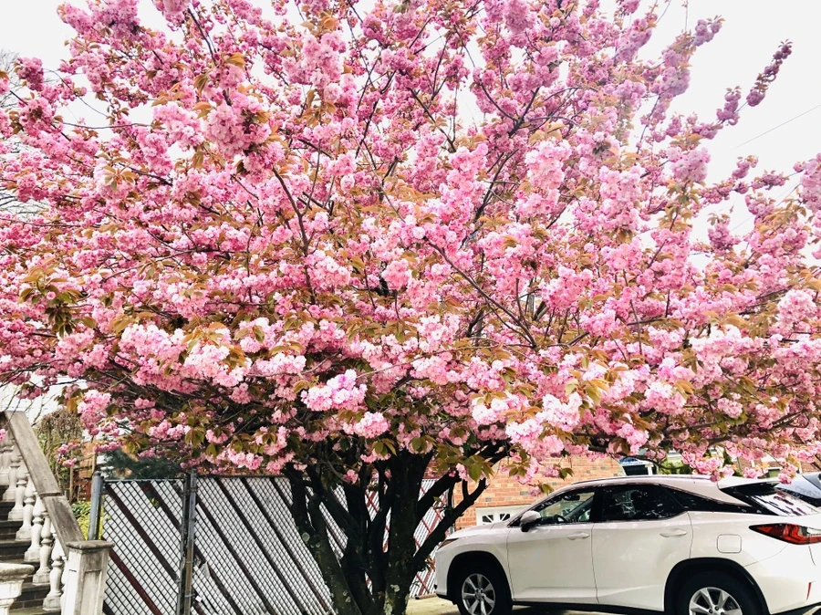 IMG_7131.jpg?type=w966