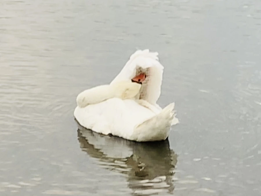 IMG_0350.jpg?type=w966