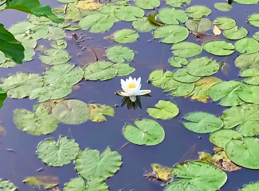 IMG_1069.jpg?type=w966