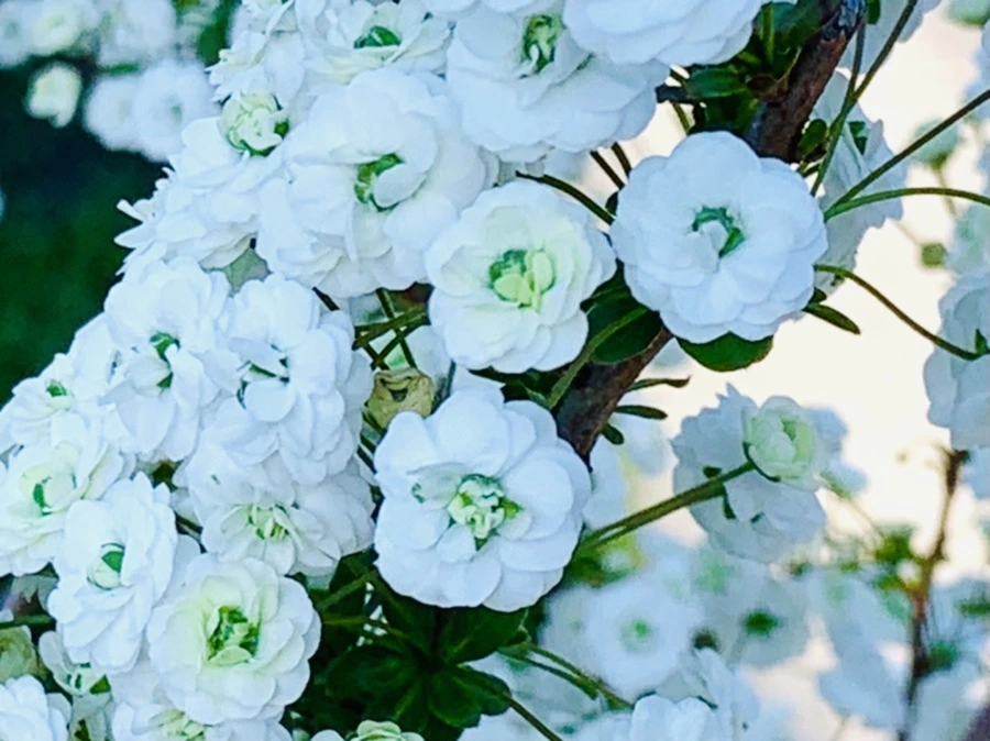 IMG_3303.jpg?type=w966