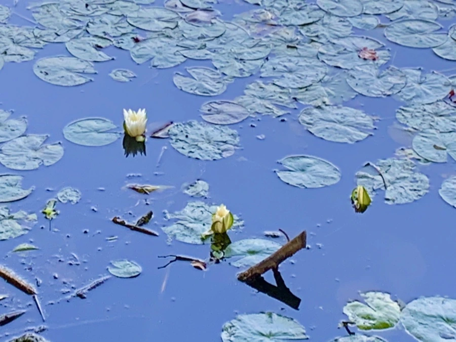 IMG_1023.jpg?type=w966