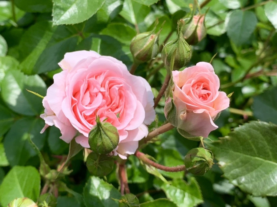 IMG_5730.jpg?type=w966