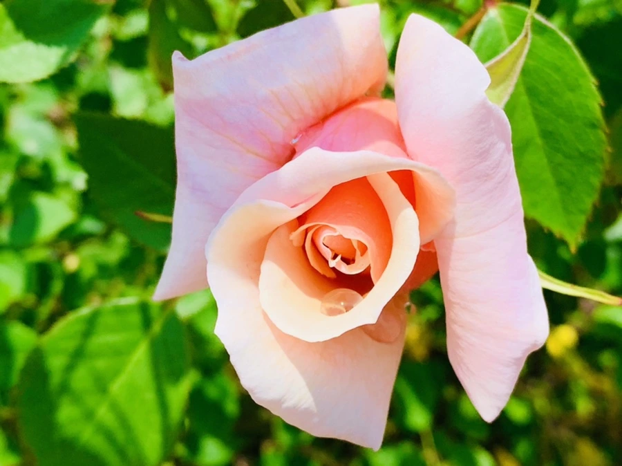 IMG_4139.jpg?type=w966