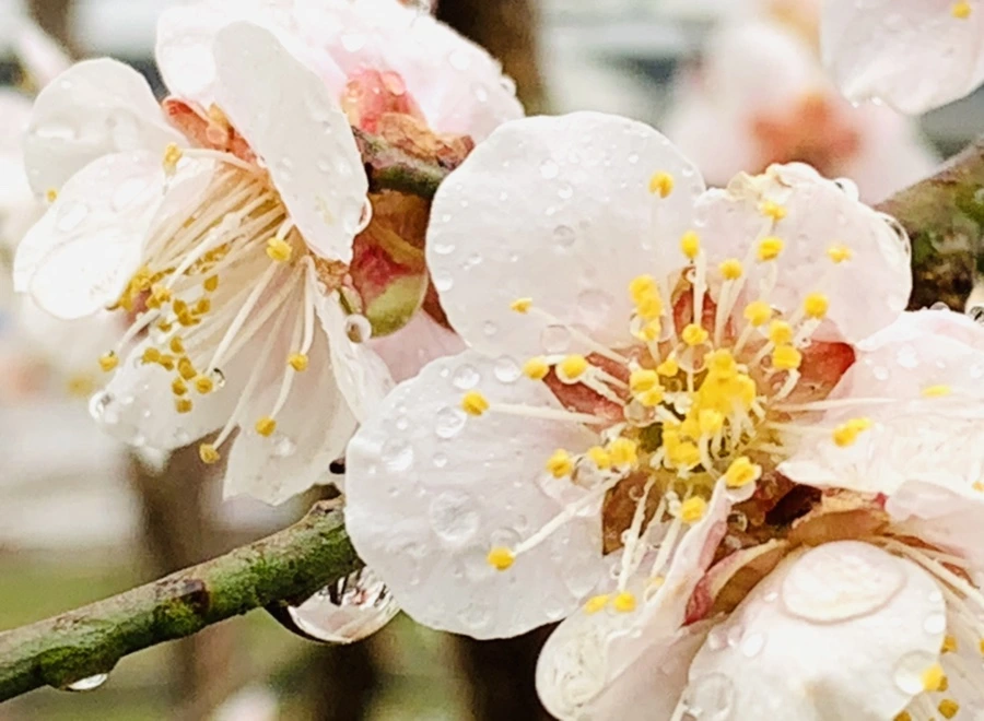 IMG_1858.jpg?type=w966