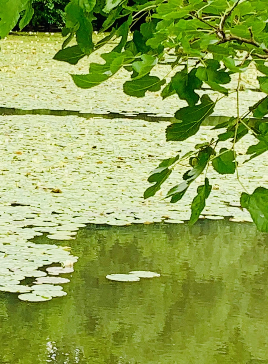 IMG_0752.jpg?type=w966