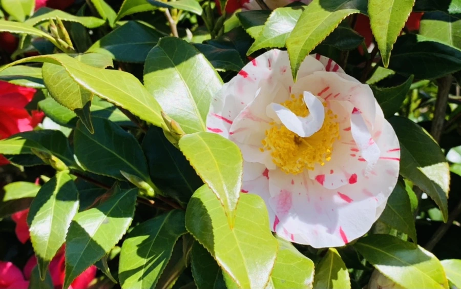 IMG_8185.jpg?type=w966