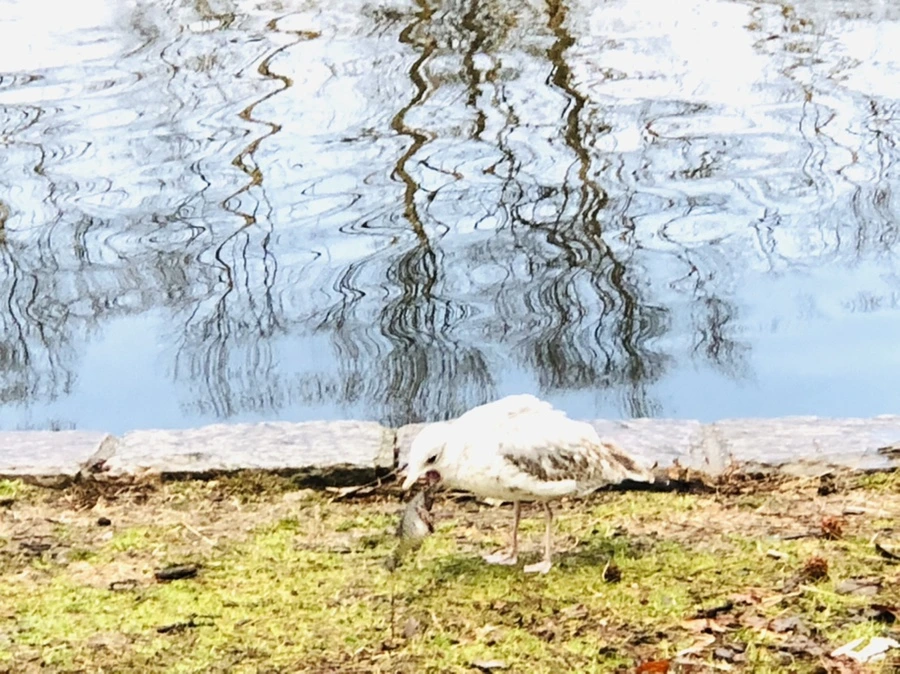 IMG_9119.jpg?type=w966