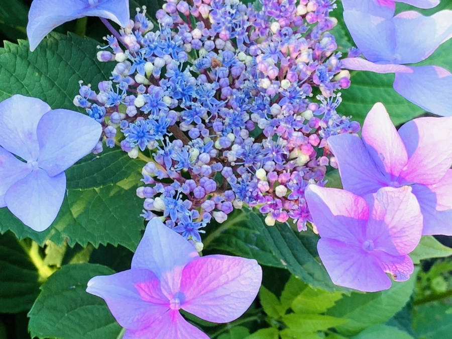 IMG_6300.jpg?type=w966