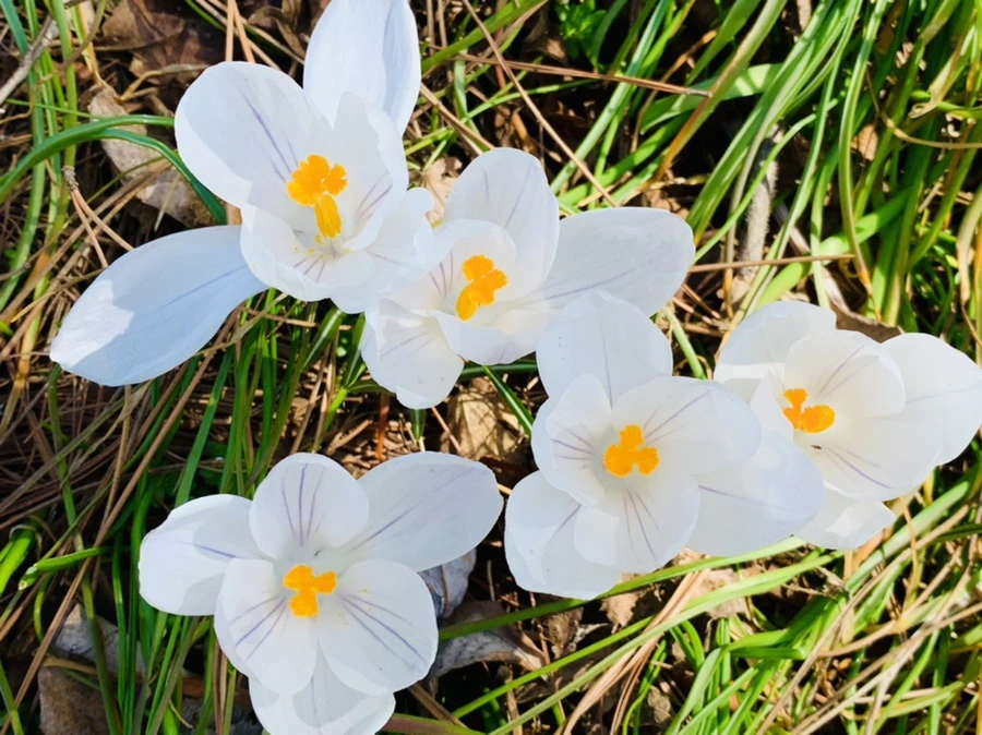 IMG_4375.jpg?type=w966