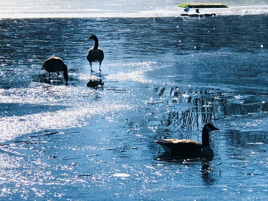 IMG_7993.jpg?type=w966