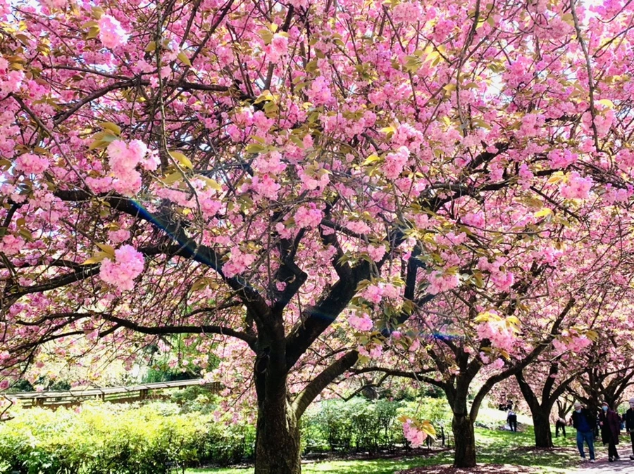 IMG_6492.jpg?type=w966