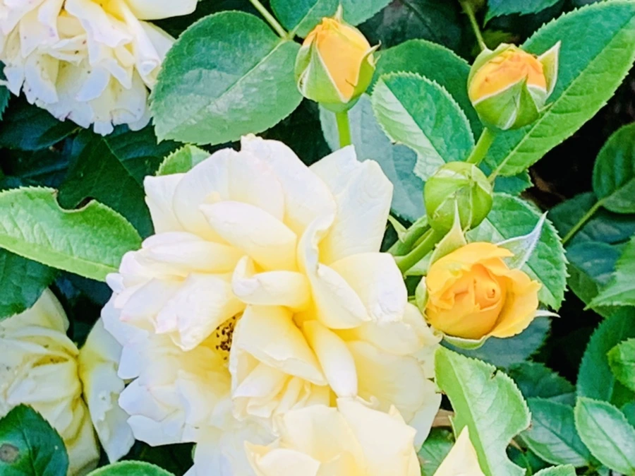 IMG_2938.jpg?type=w966