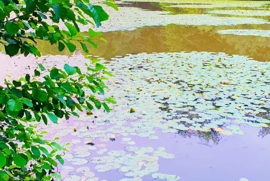 IMG_8257.jpg?type=w966