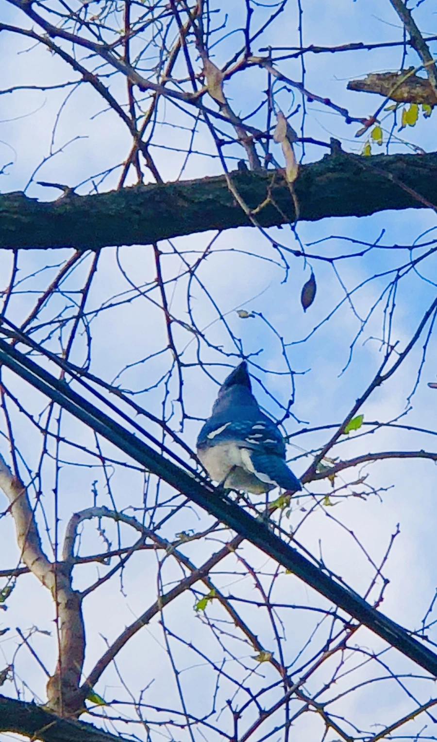 IMG_5520.jpg?type=w966