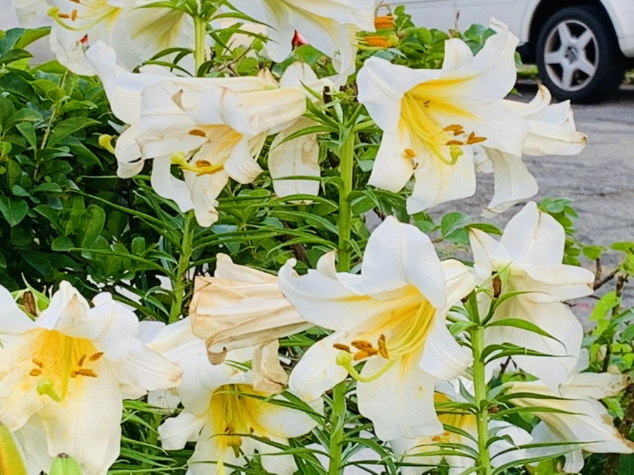 IMG_5937.jpg?type=w966