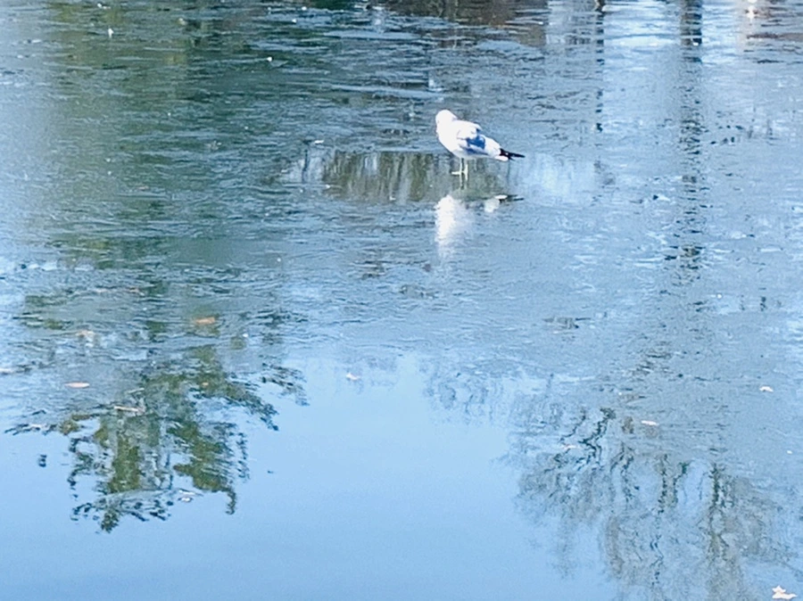 IMG_6994.jpg?type=w966