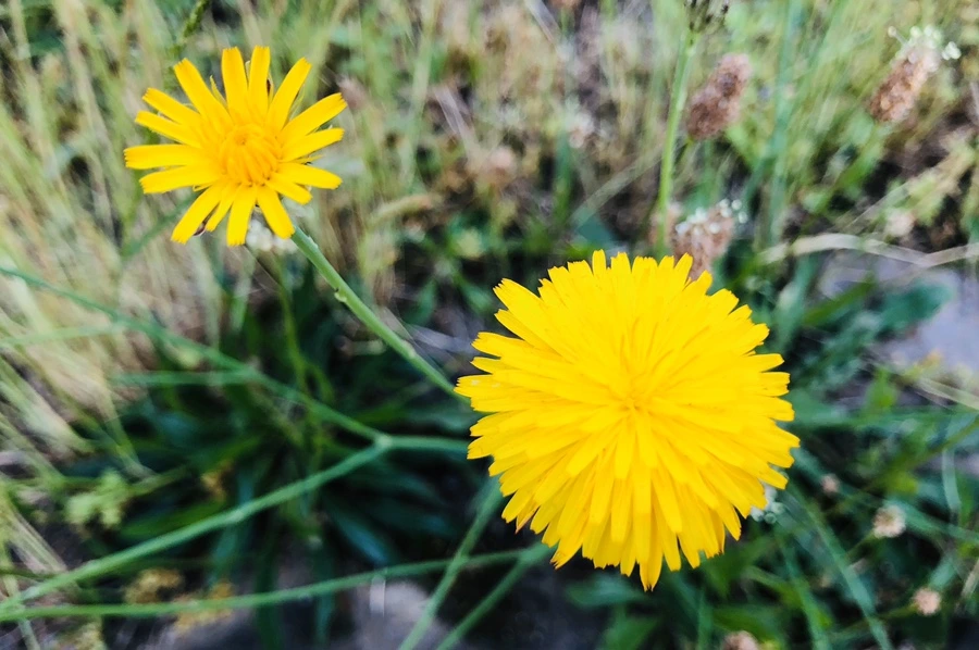 IMG_8698.jpg?type=w966