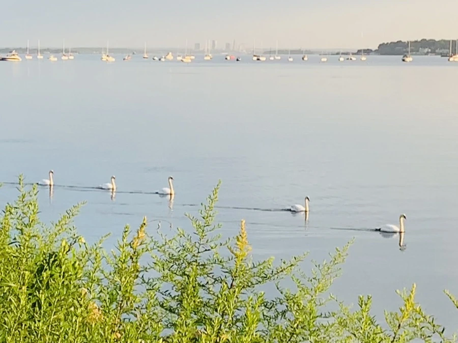 IMG_1325.jpg?type=w966