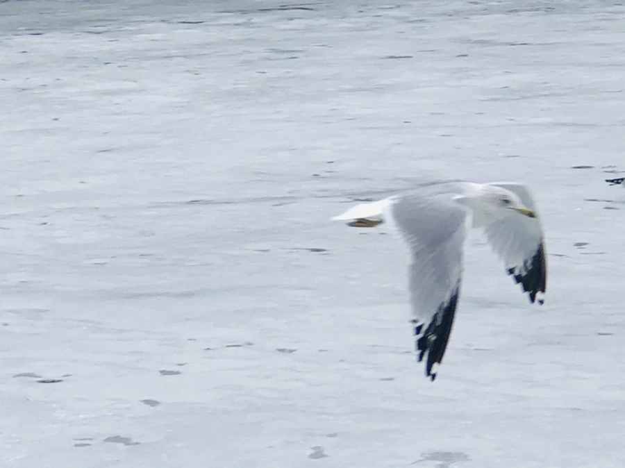 IMG_6353.jpg?type=w966