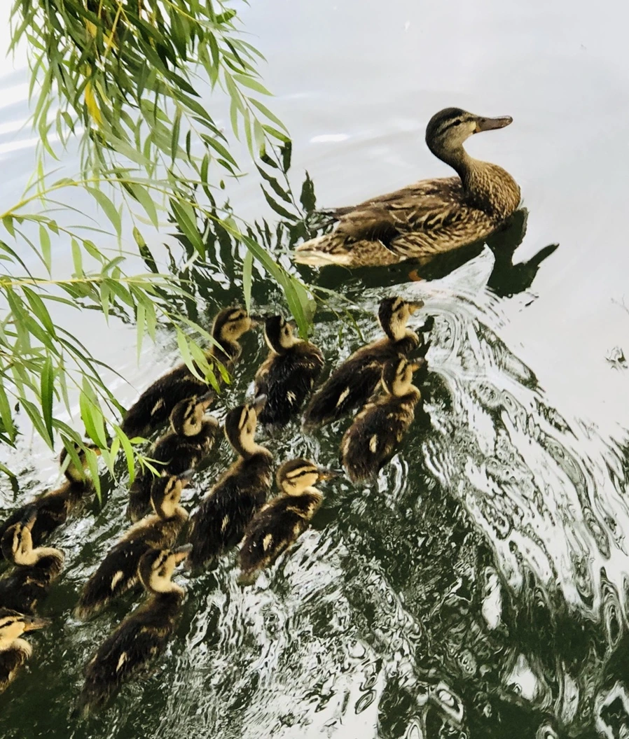 IMG_3124.jpg?type=w966