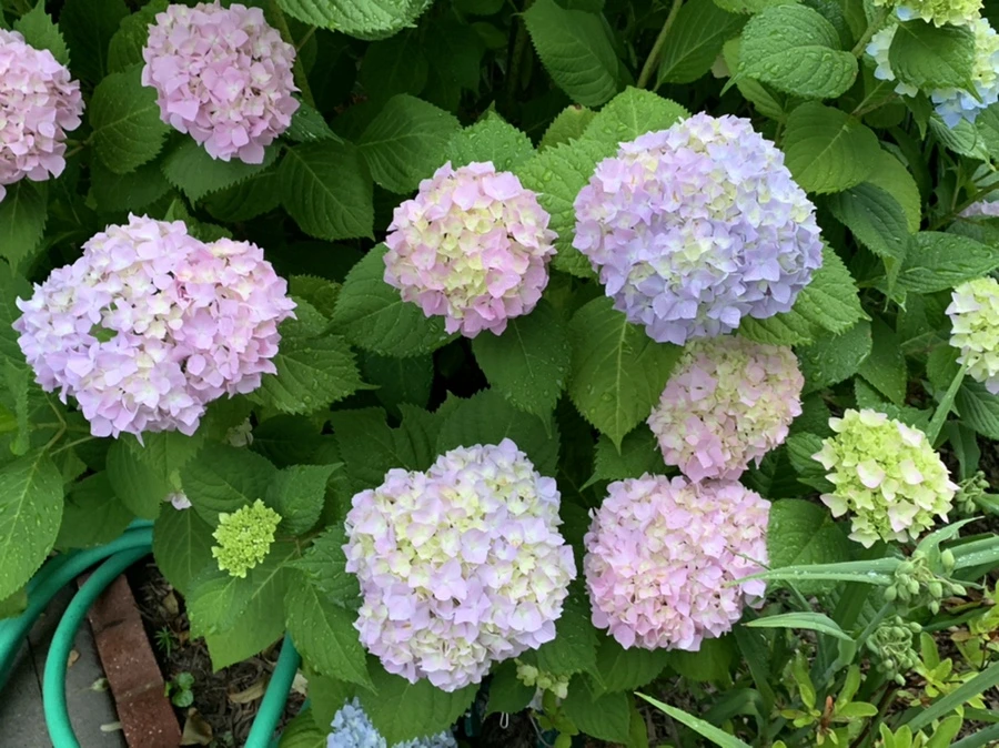 IMG_3470.jpg?type=w966