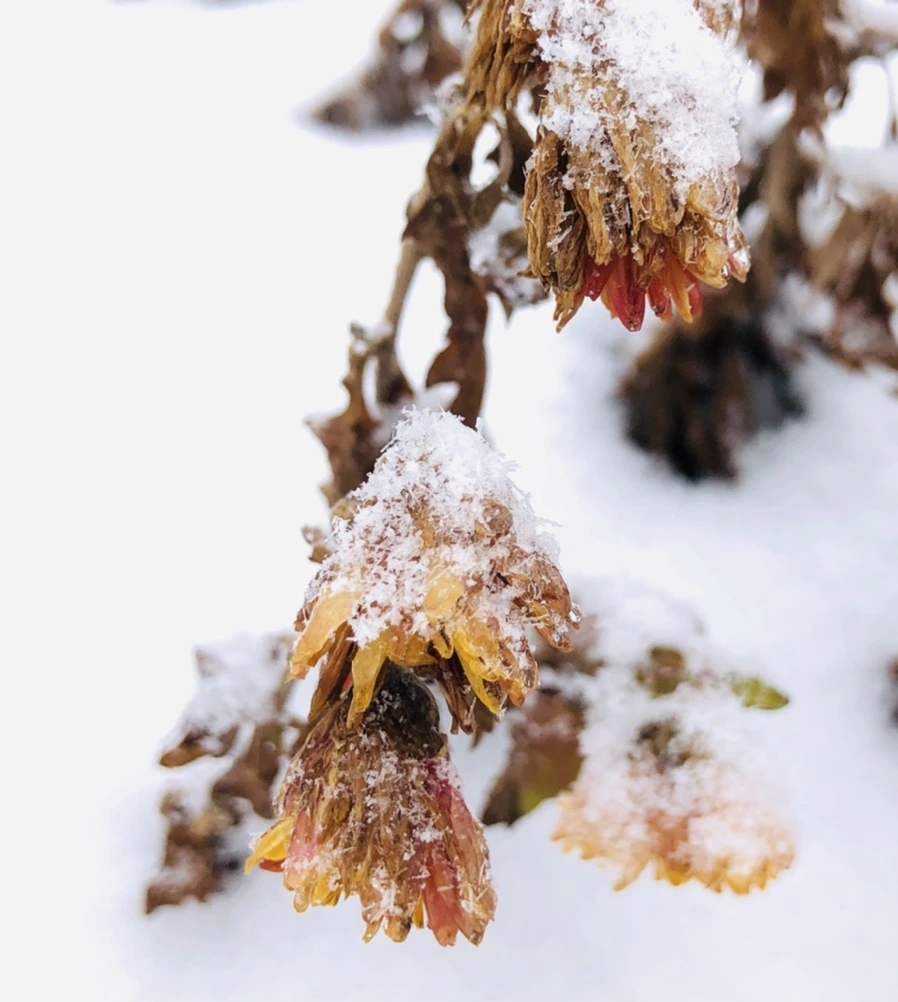 IMG_3439.jpg?type=w966