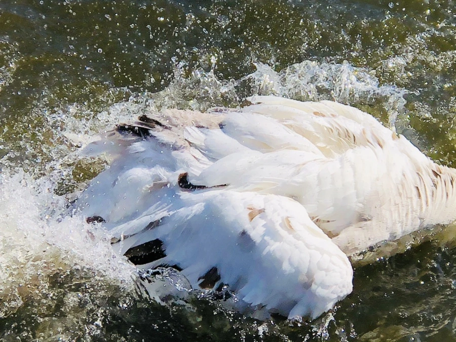 IMG_5375.jpg?type=w966