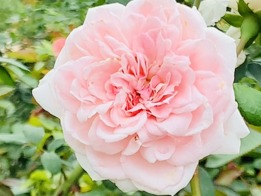 IMG_6920.jpg?type=w966