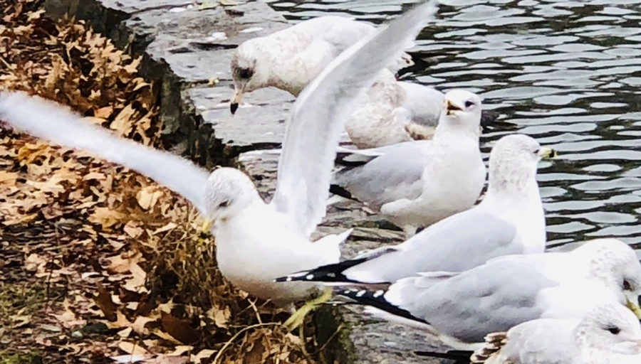 IMG_9600.jpg?type=w966