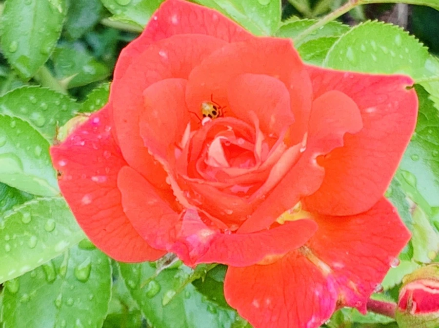 IMG_0970.jpg?type=w966