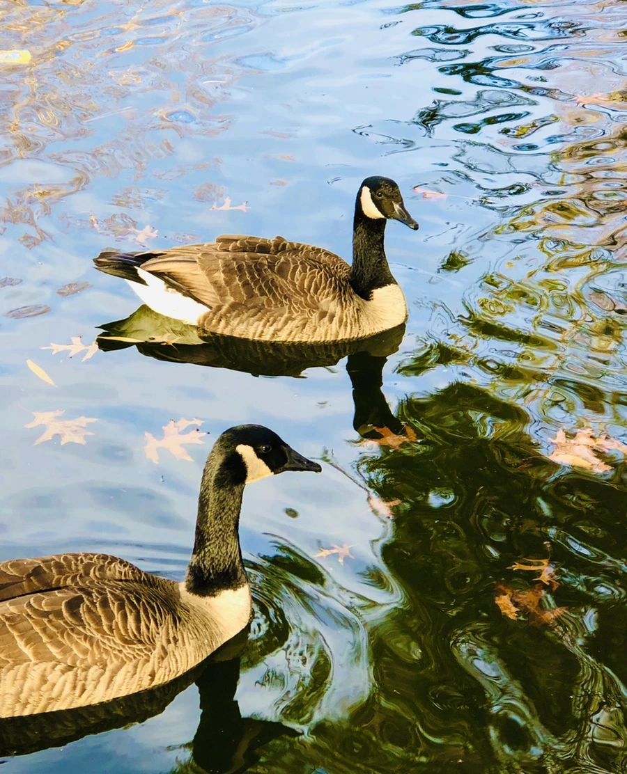 IMG_6004.jpg?type=w966