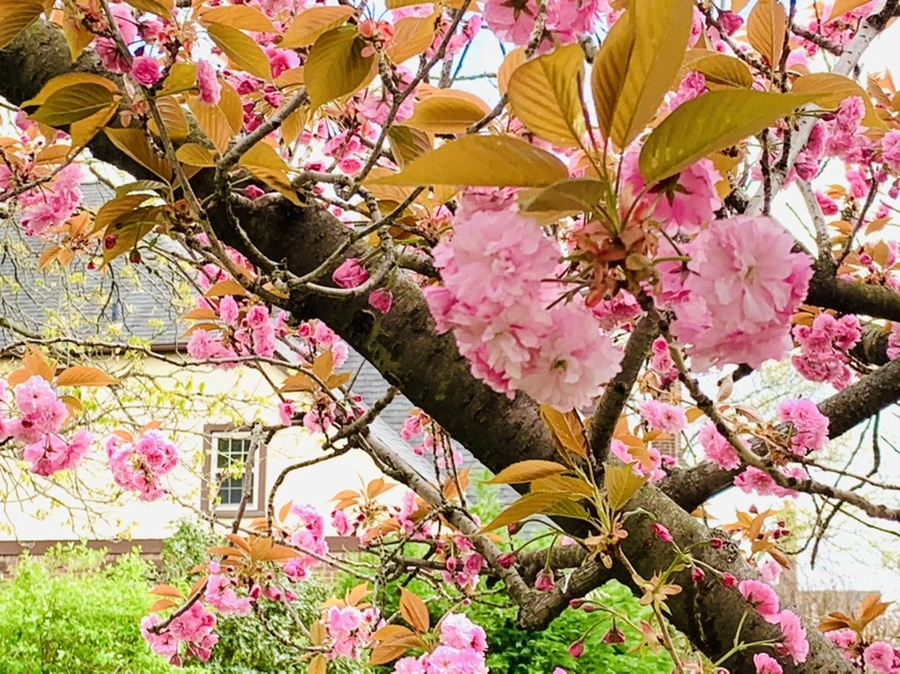 IMG_4391.jpg?type=w966