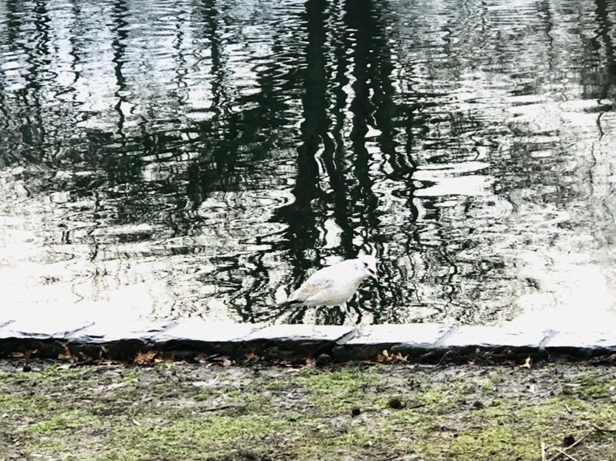 IMG_9129.jpg?type=w966