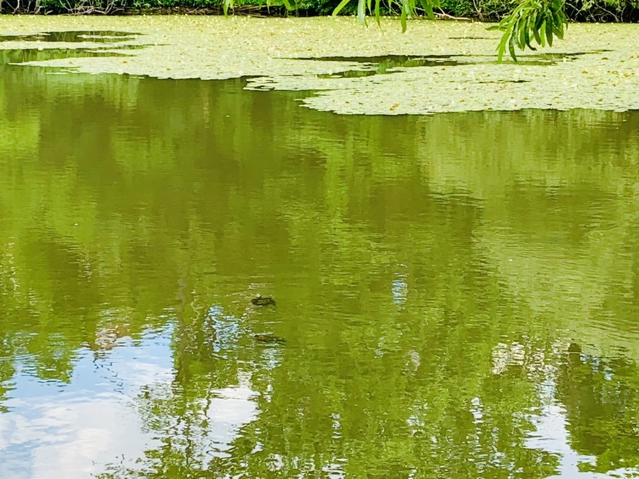 IMG_0736.jpg?type=w966