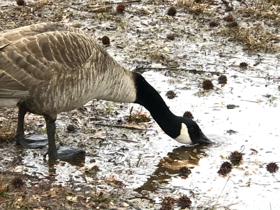 IMG_5681.jpg?type=w966