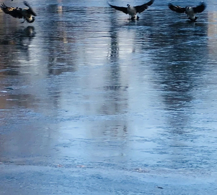 IMG_2229.jpg?type=w966