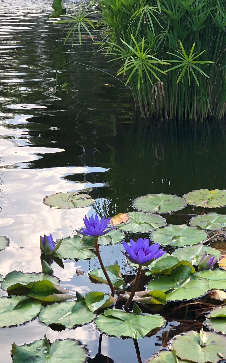 IMG_1272.jpg?type=w966