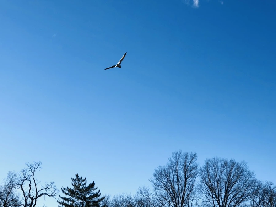 IMG_9263.jpg?type=w966