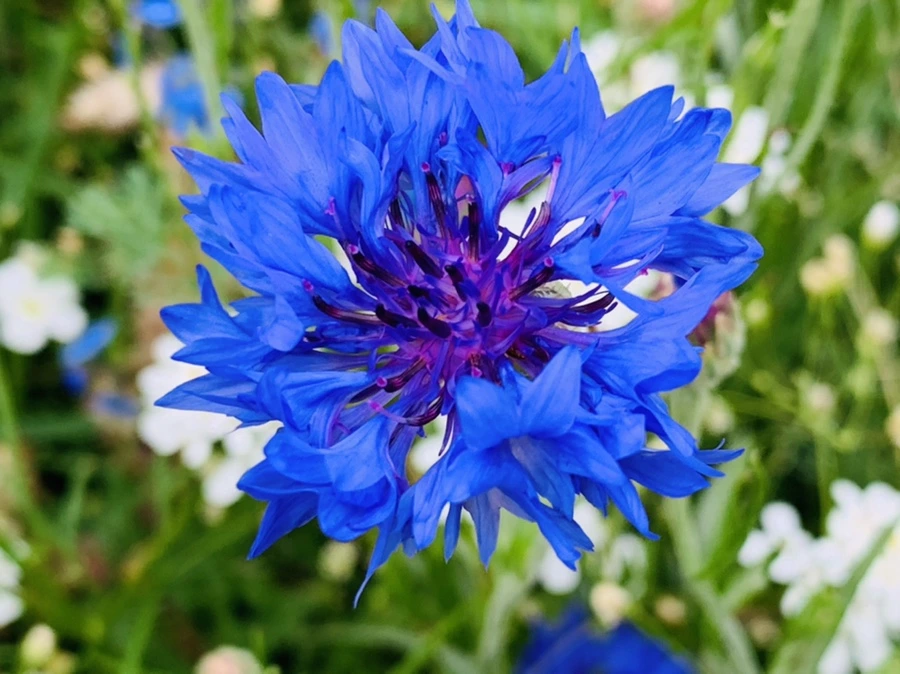 IMG_7238.jpg?type=w966