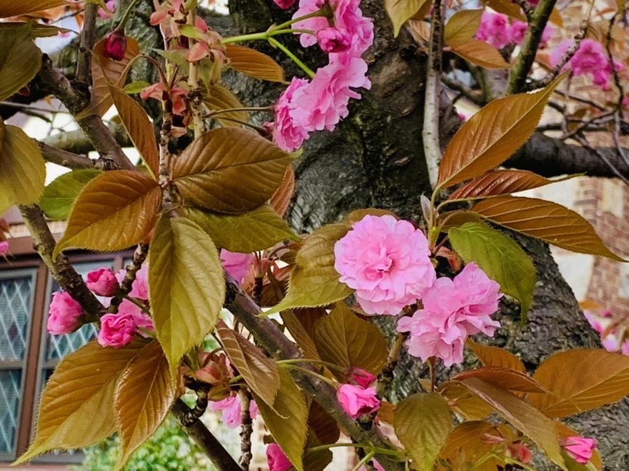 IMG_4362.jpg?type=w966