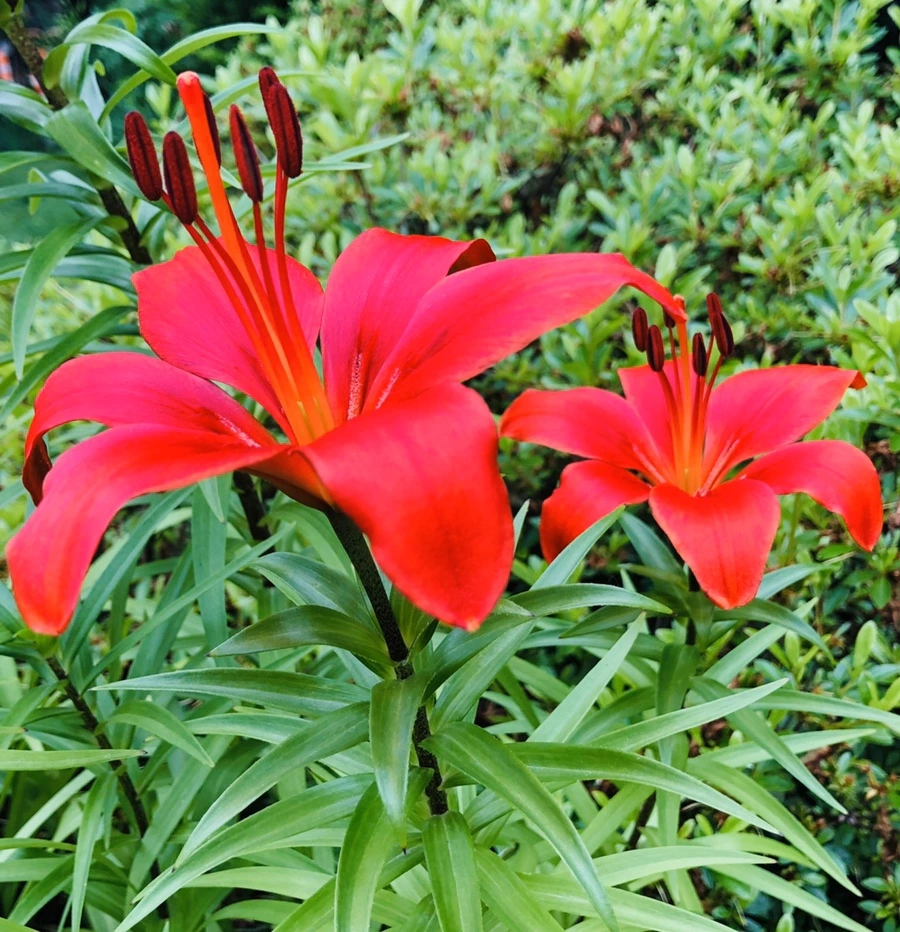 IMG_8921.jpg?type=w966